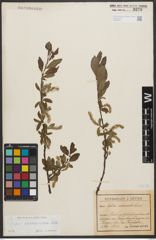 Foto von Salix waldsteiniana Willd.